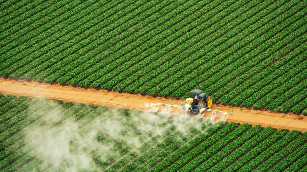Best Ant Control Services  in Wrightsville, GA