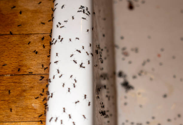 Best Rat Extermination Near Me  in Wrightsville, GA